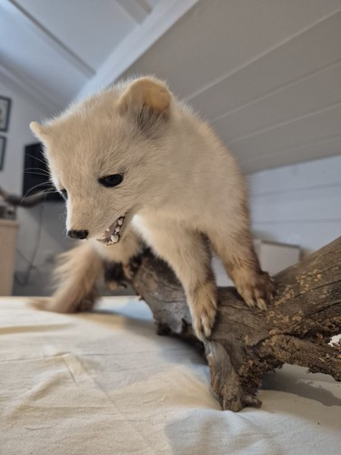 Echtes tierpräparat marder - tierpräparat,