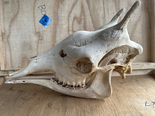Neu giraffen schädel - schädel, giraffe