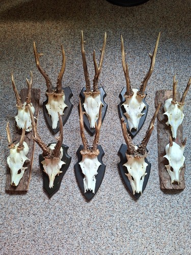 Jagd trophäe rehgeweih - 10,