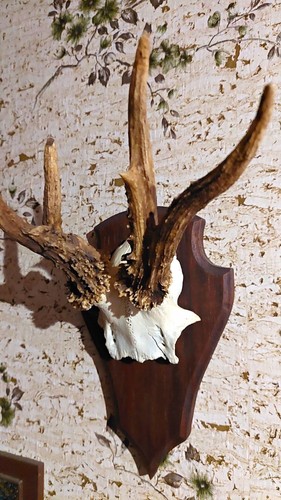 Abnormes rehbock gehörn - abnormes, rehbock-gehörn