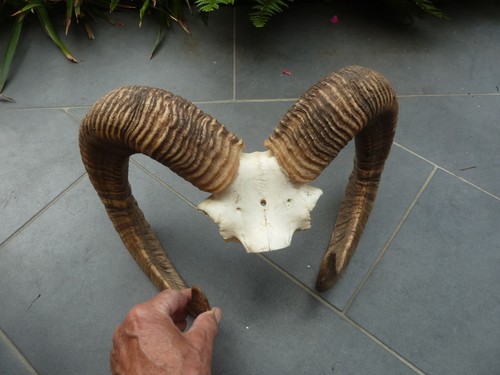 Mufflon widder geweih - mufflon,