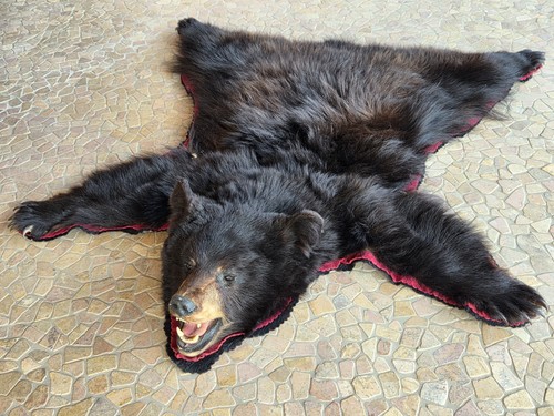 Präparat schwarzbär fell - präparat, schwarzbär,