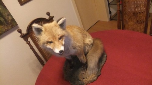 Wunderschöner fuchs rotfuchs - wunderschöner,