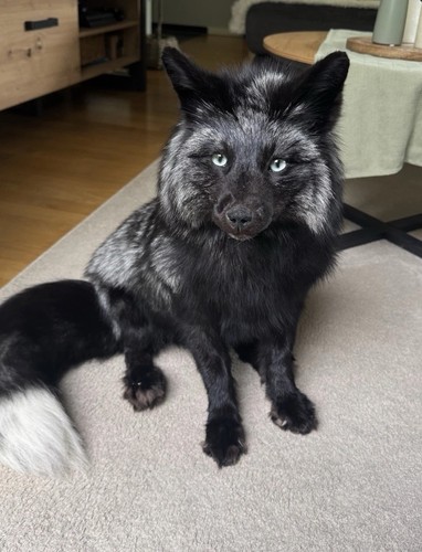 Silberfuchs softmount - silberfuchs,