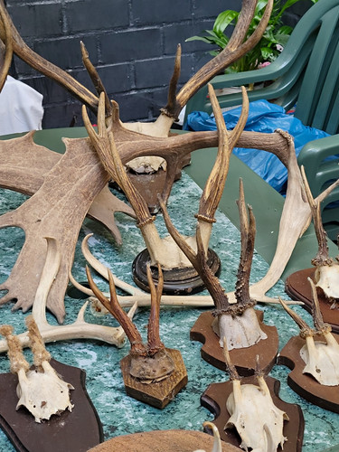 Geweihe trophäe set stück - 6,