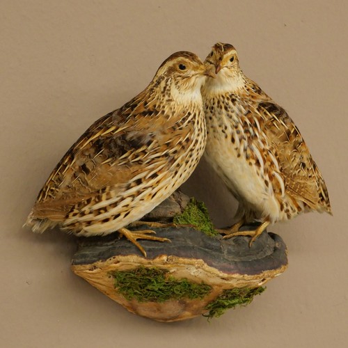 Wachtel paar vögel vogel - wachtel,
