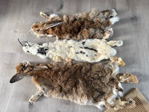 Soft mount taxidermy - soft, mount,