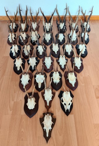 Jagd trophäe rehbock geweih - trophäe,
