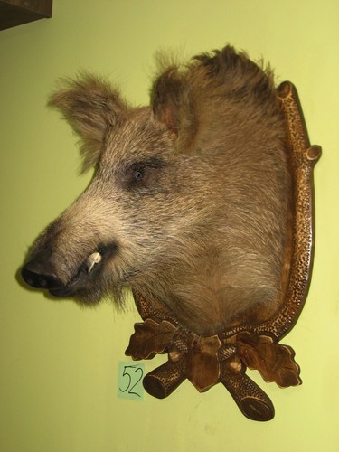 Wildschweinkopf groß - , (52)