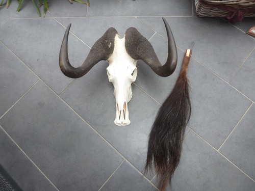 Gnu weißschwanzgnu afrika - gnu,
