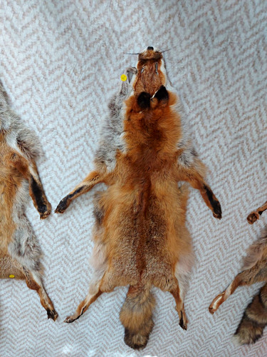 Fuchsfelle fein gegerbt - fuchsfelle, gegerbt.