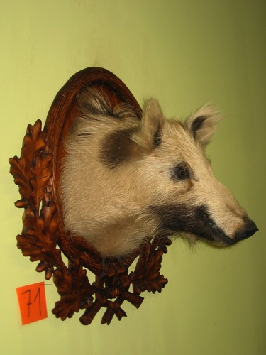 Wildschweinkopf mittel - (71), +