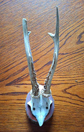 Rehbock rehgeweih jagdtrophäe - rehgeweih,