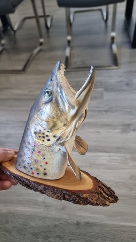 Bachforelle fischpräparat - bachforelle,