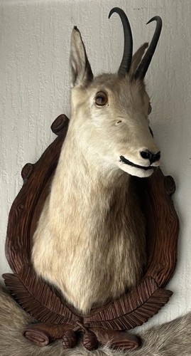 Gams präparat trophäe auf - präparat,
