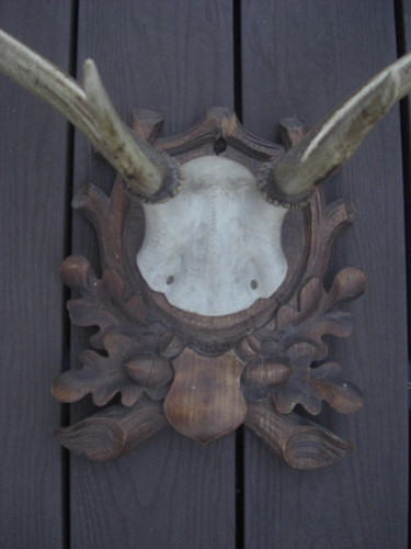 Großes hirschgeweih mit - großes,