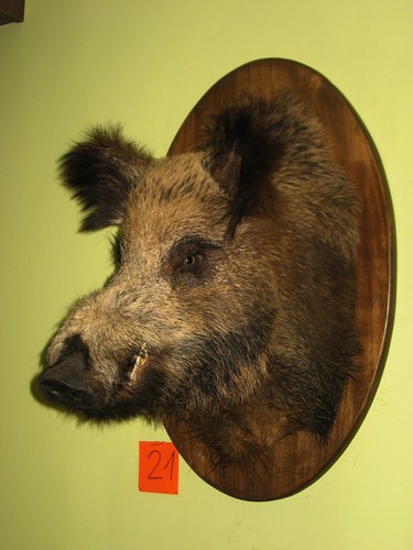 Wildschweinkopf groß - , (21)