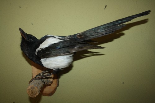 Tierpräparat elster jagd - tierpräparat,