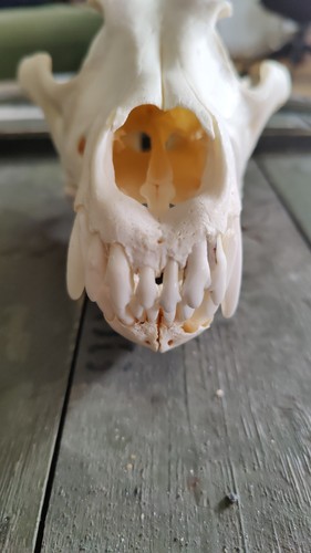Schädel echt dog - skull, xxl