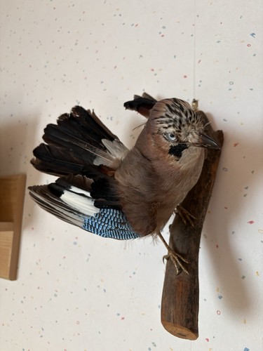 Eichelhäher tierpräparat - eichelhäher,