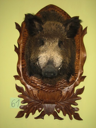 Wildschweinkopf groß - , +