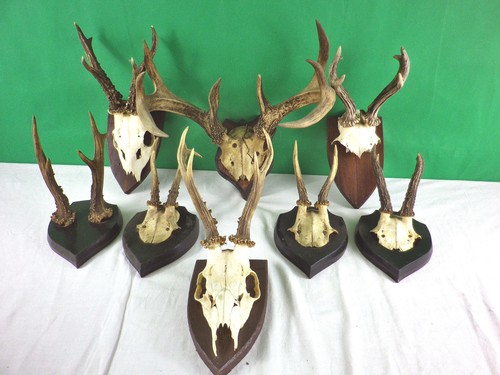 Jagdtrophäen geweihe gehörn - geweihe,