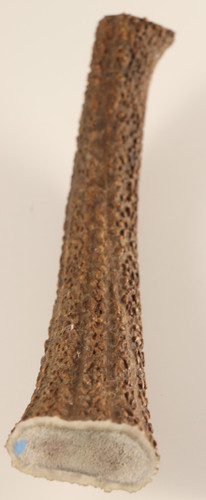 Geweih hirschhornstück horn - hirschhornstück,