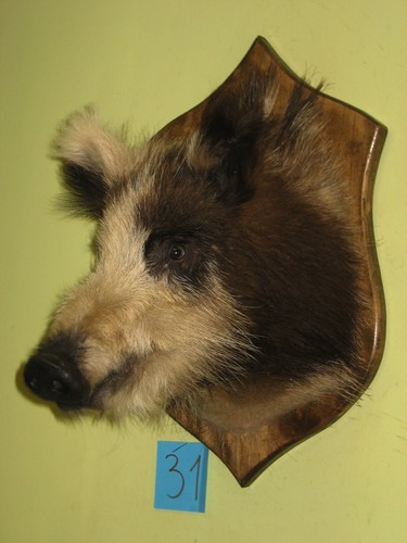Wildschweinkopf mittel - (31), +