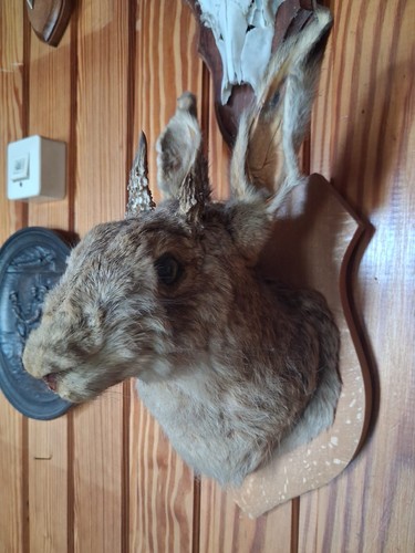 Hase hasenkopf mit geweih - mit,
