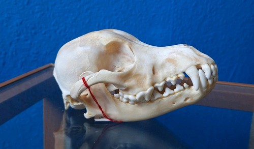 Hunde schädel echt skull kopf - skull,