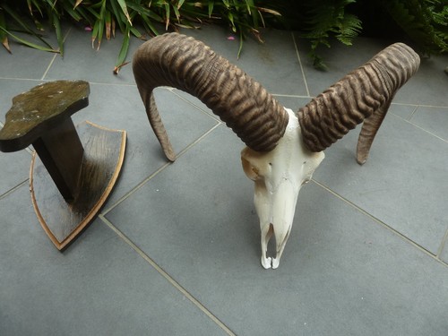 Mufflon widder geweih - mufflon,