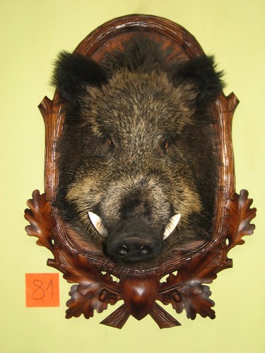 Wildschweinkopf groß - , +