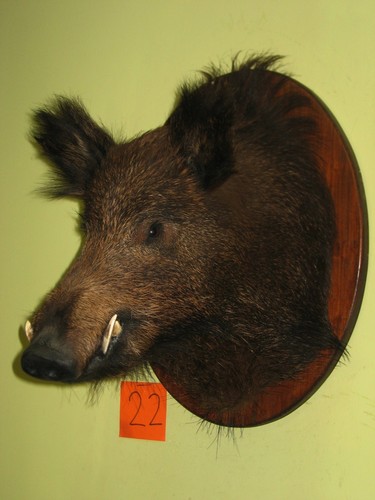 Wildschweinkopf mittel - , (22)
