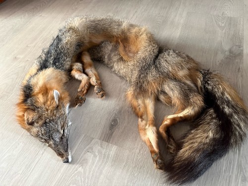 Soft mount taxidermy - soft,