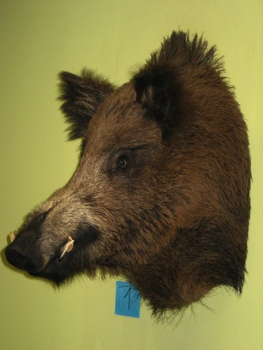 Wildschweinkopf maximum - , (1)
