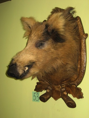 Wildschweinkopf groß - , (53)