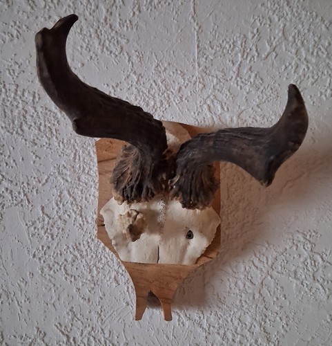 Abnormer rehbock - ,