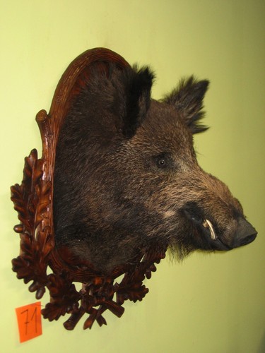 Wildschweinkopf groß - , +