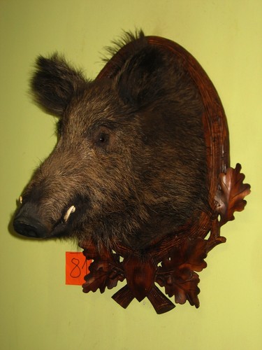 Wildschweinkopf mittel - , (81)