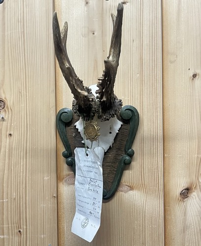 Rehbock trophäe - rehbock,