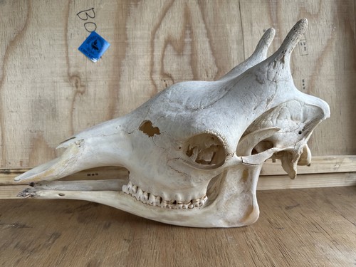Neu giraffen schädel giraffe - giraffen,
