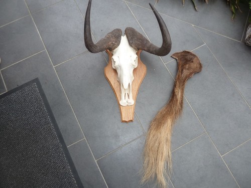 Gnu weißschwanzgnu afrika - gnu,