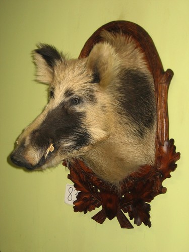 Wildschweinkopf groß - , +