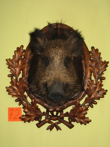 Wildschweinkopf mittel - , (72)