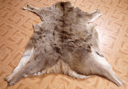 Schönes hirschfell stag fur - hirschfell,