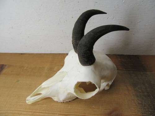 Gams gamsbock gamskitz - gams,