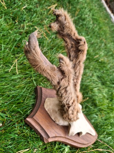 Rehgeweih stark bastbock - stark,
